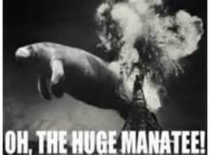 huge manatee.jpg