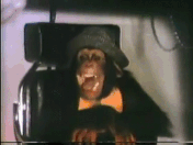 image.gif