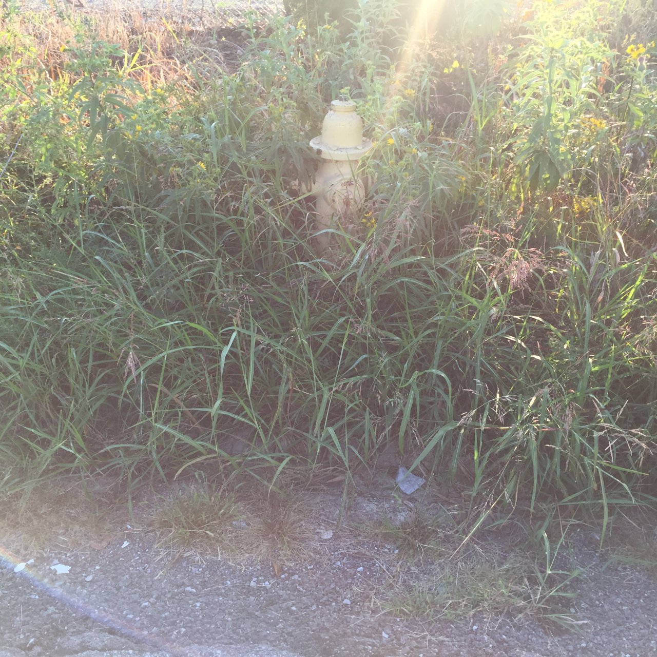 image.jpeg