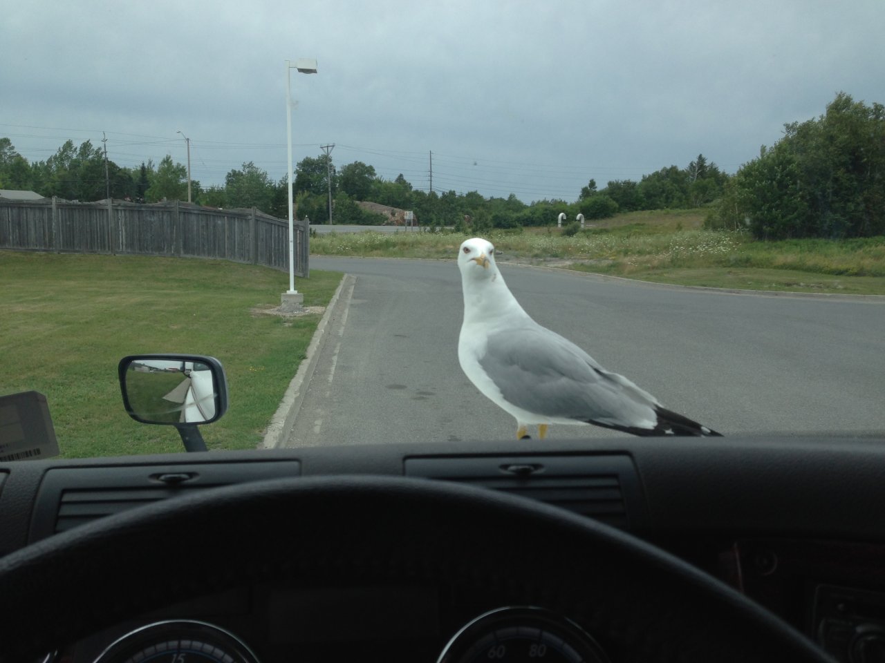 image.jpeg