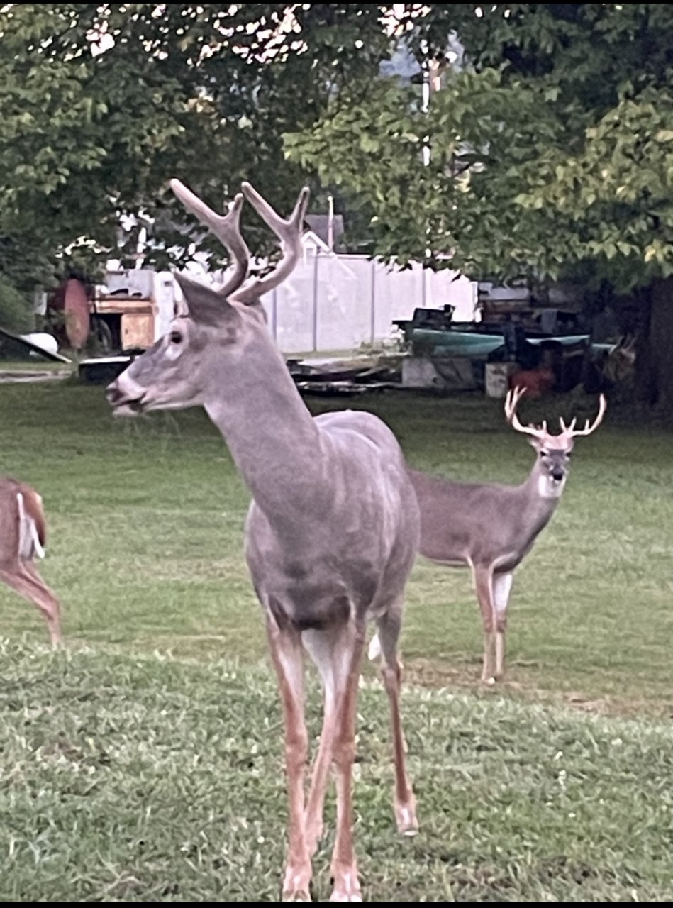 IMG_0018.jpeg