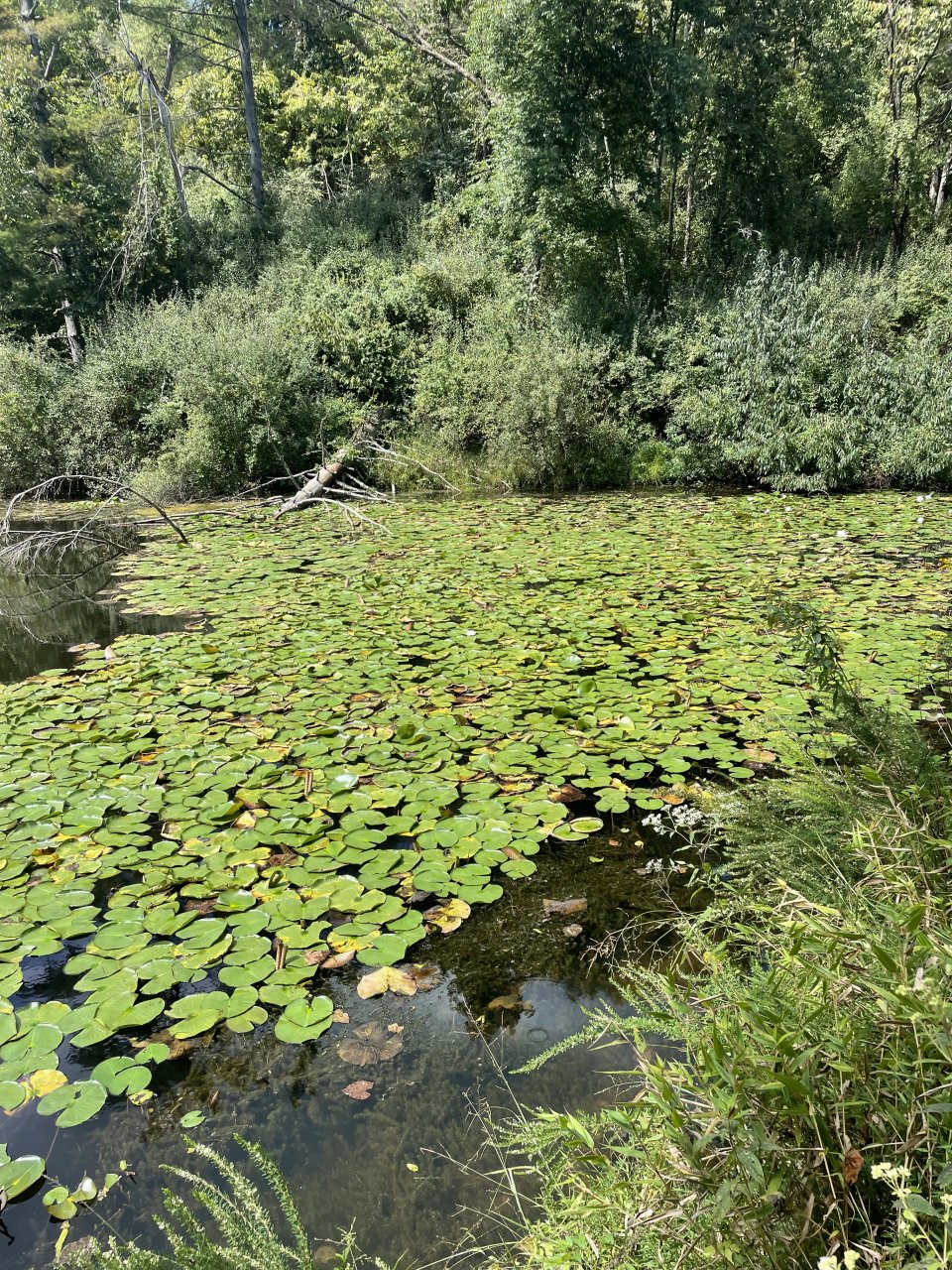 IMG_0046.jpeg