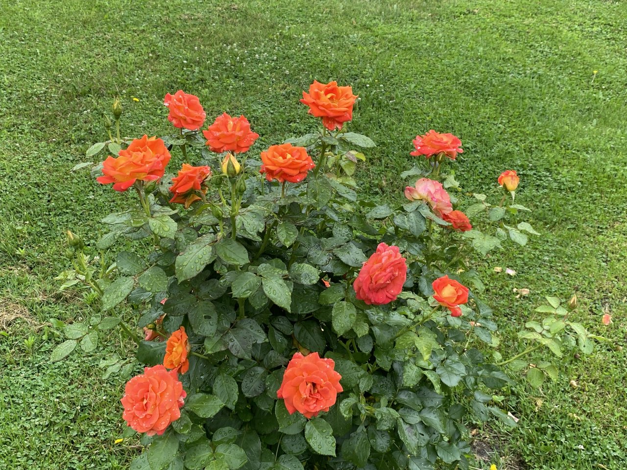 IMG_0604.jpeg