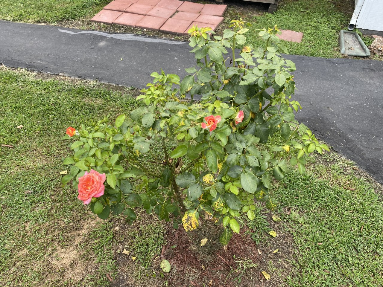 IMG_0947.jpeg