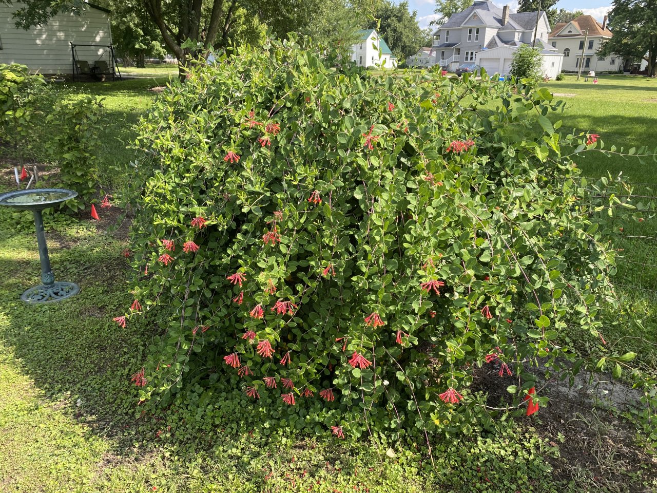 IMG_1105.jpeg