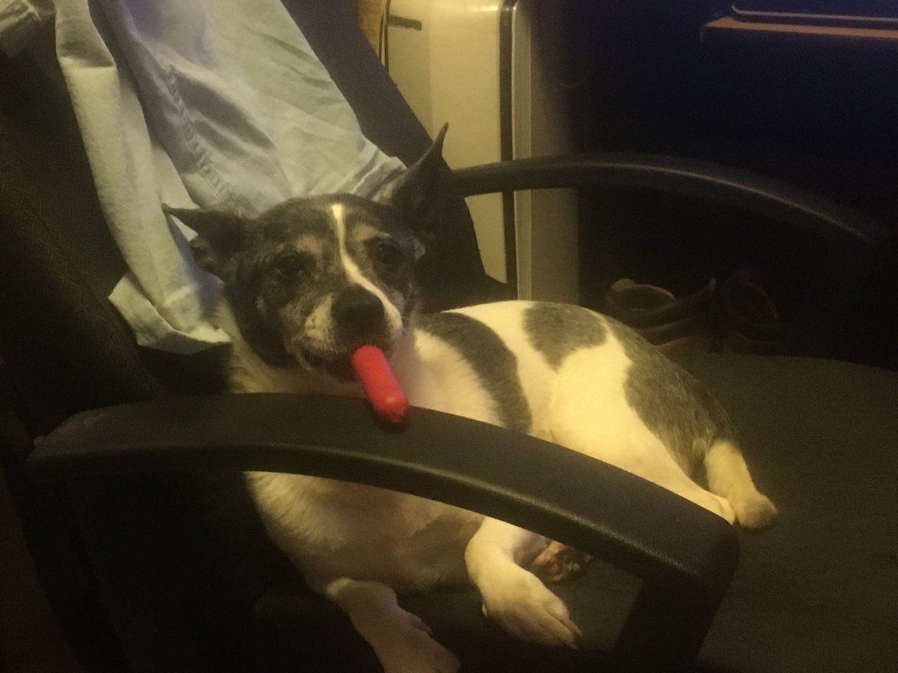 IMG_1275.jpeg
