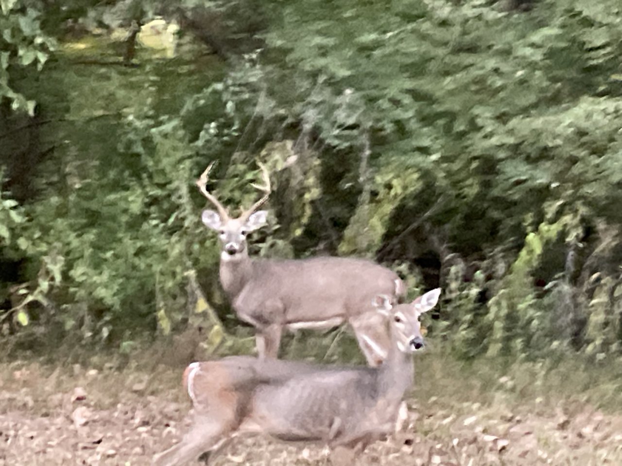 IMG_1733.jpeg
