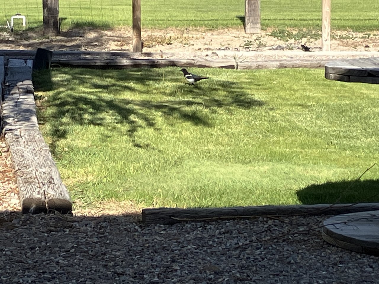 IMG_2053.jpeg