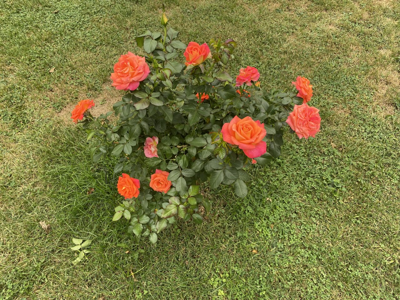IMG_5101.jpeg