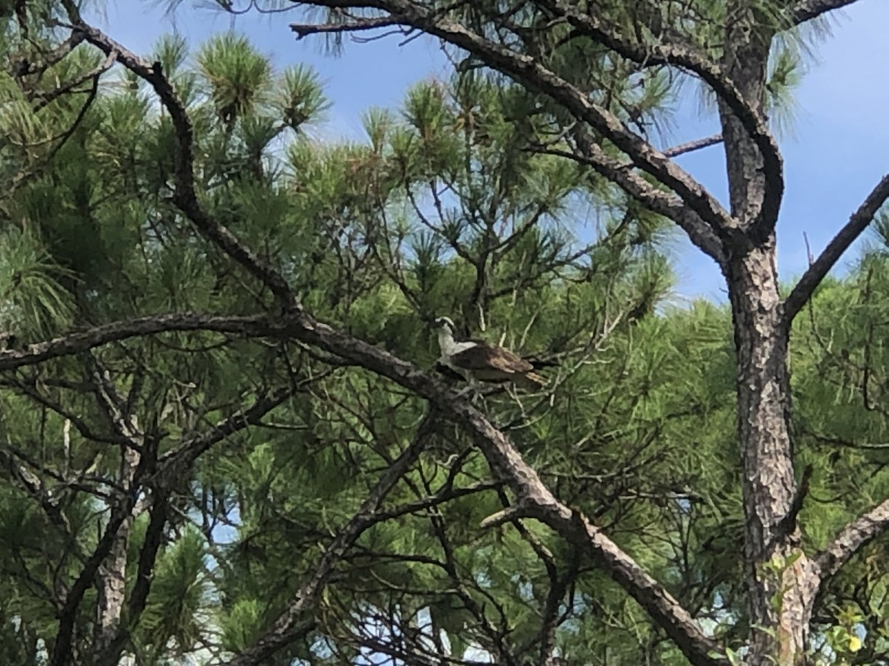 IMG_5393.jpeg