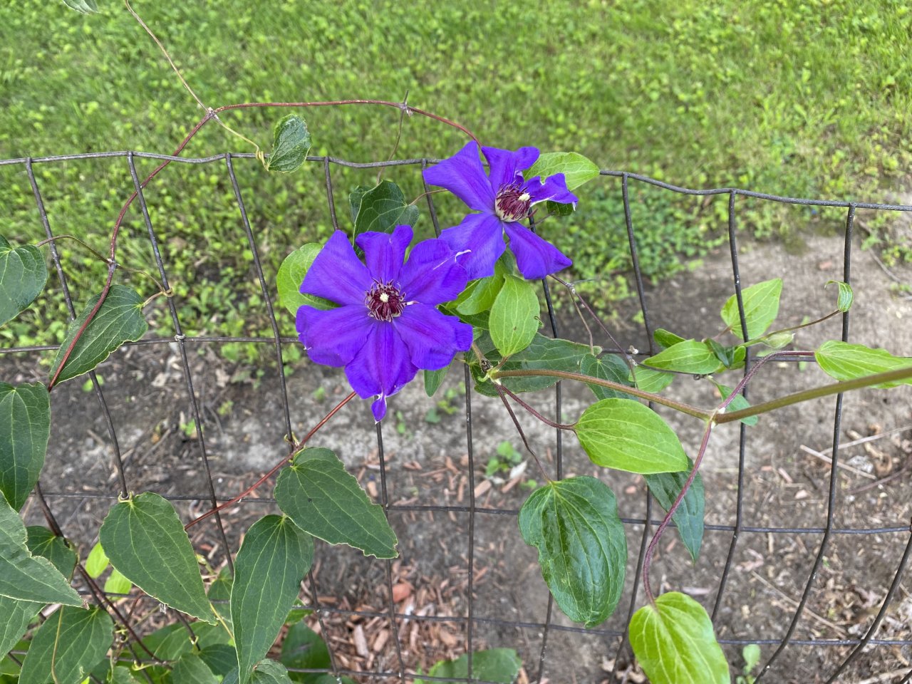 IMG_7503.jpeg