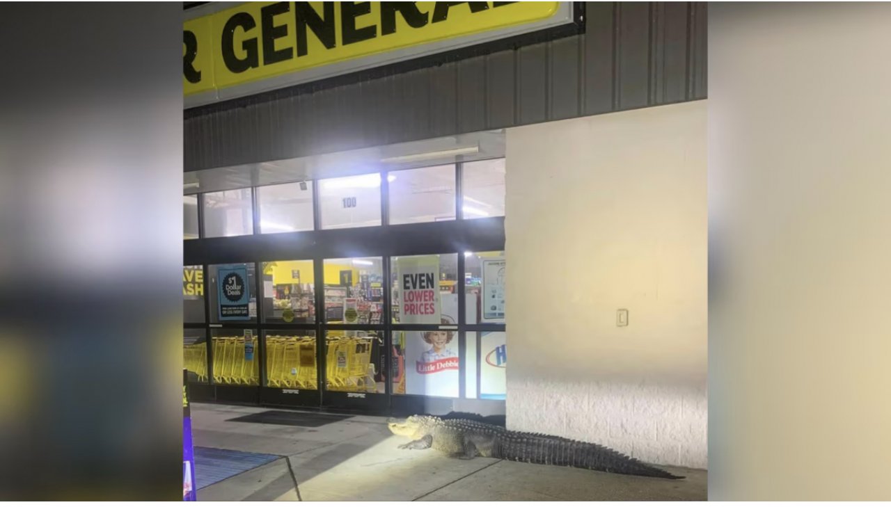 Dollar general store had a unique customer waiting out front for store to open in Louisiana