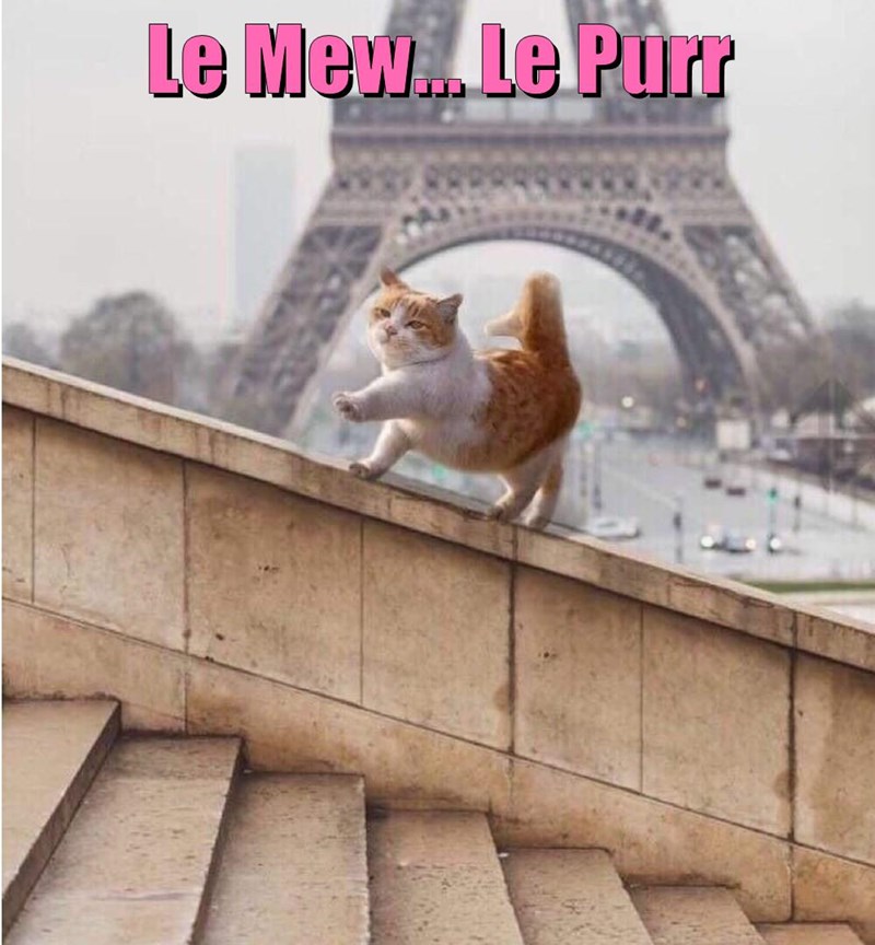 le-mew-le-purr.jpeg