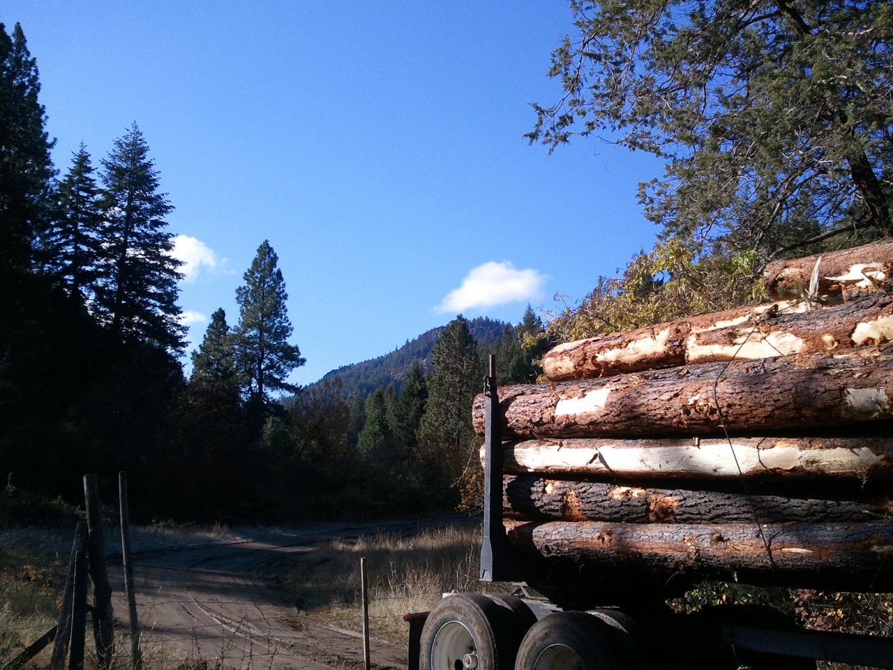 Log.jpg