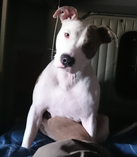 Lucy-vet-appt.jpg