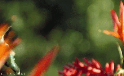 m26DEug.gif
