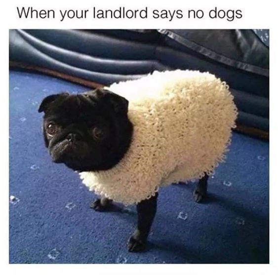 meme-sheep-when-your-landlord-says-no-dogs.jpeg
