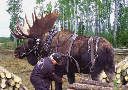 Mooseworking.jpg