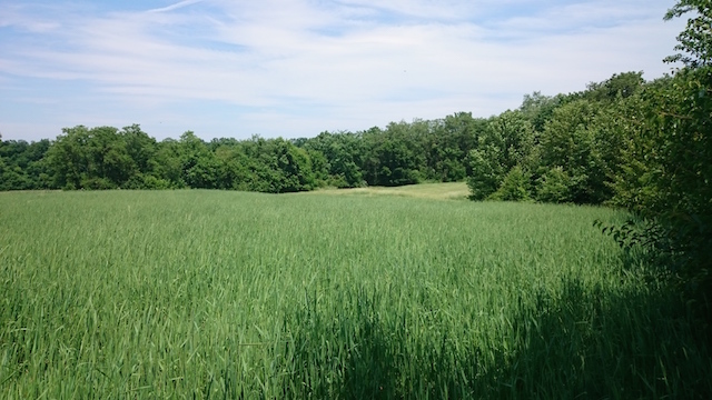 NOPA-field.jpeg
