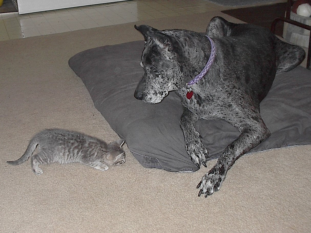 Olive- Hemi2.jpg