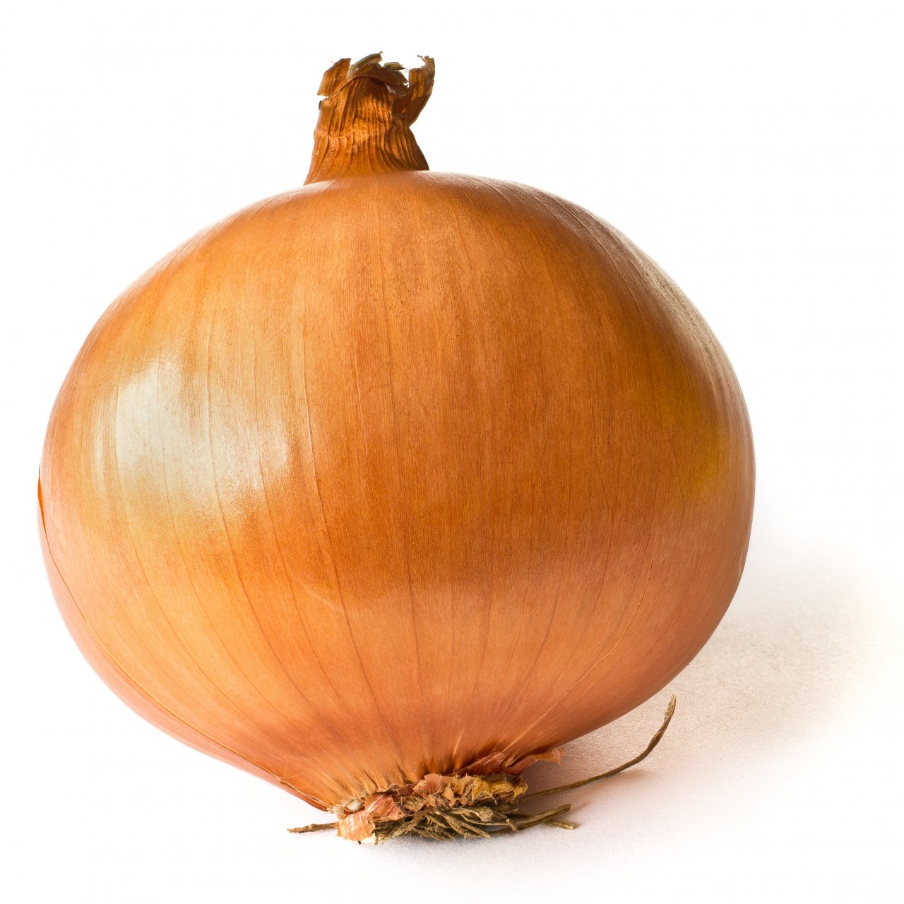 Onion_on_White-1.JPG