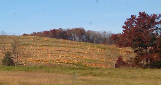 pumpkin-patch.jpeg