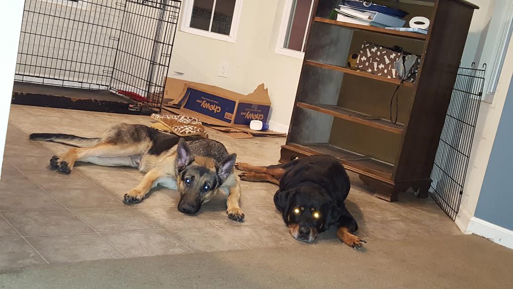 pups.jpg