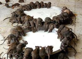 rate-temple-in-india.jpeg