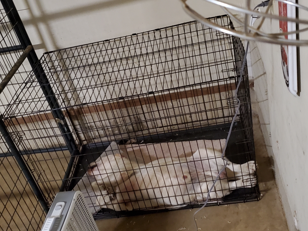 Resized_20190620_205639.jpeg