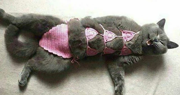 Screenshot_2021-03-12 cat_bikini jpg (WEBP Image, 750 × 392 pixels).png