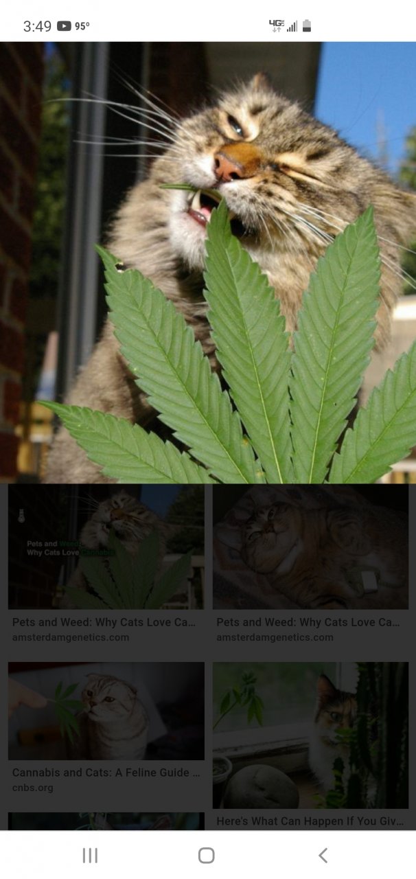 Screenshot_20210525-154935_Chrome.jpg