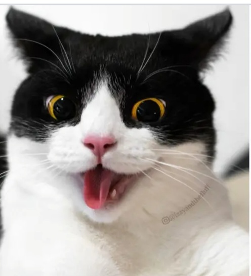 Screenshot_20230907-203311_Chrome.jpg