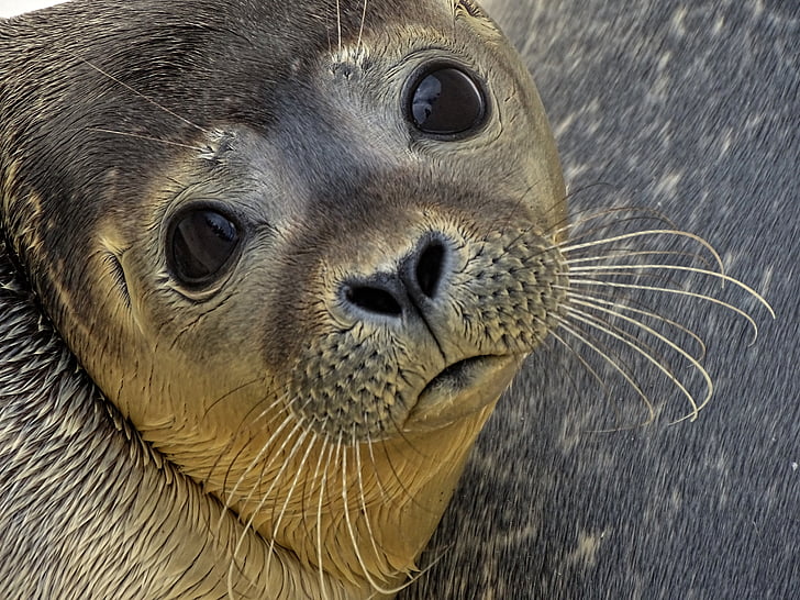 seal-howler-sad-robbe-preview.jpg