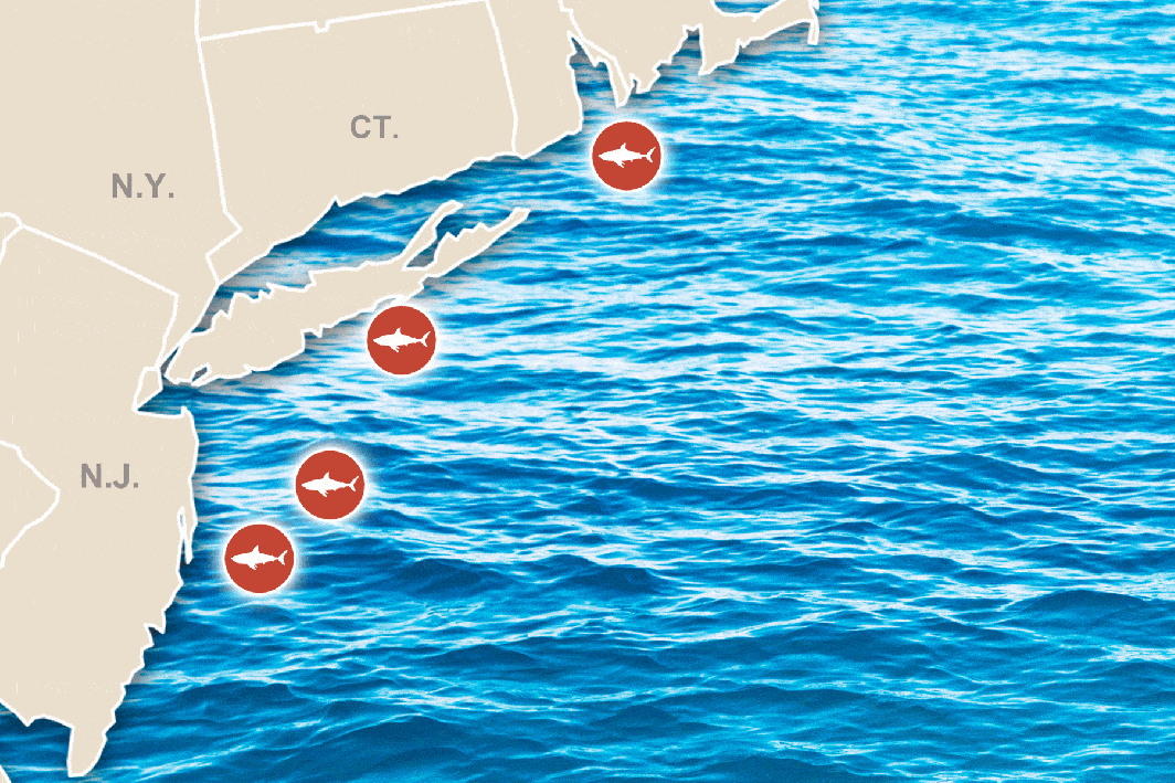 shark-pinging2.gif