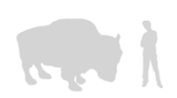 size-bison-160-2619-cb1445869632.gif