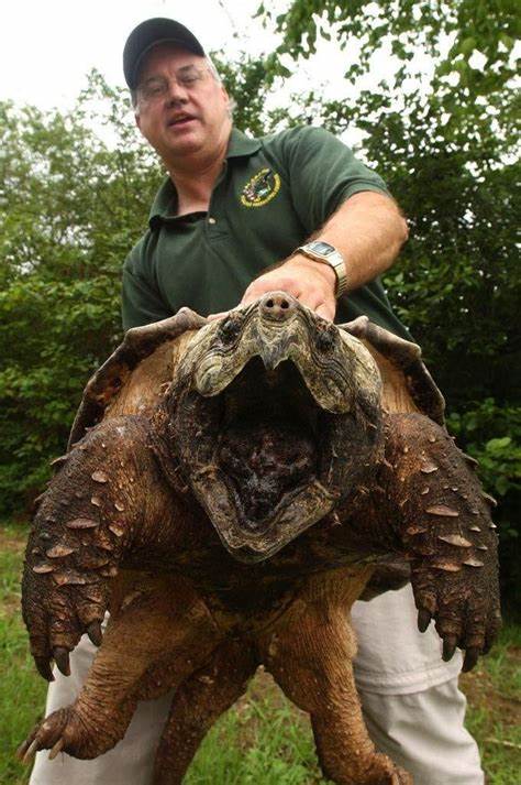 Snapper.jpg