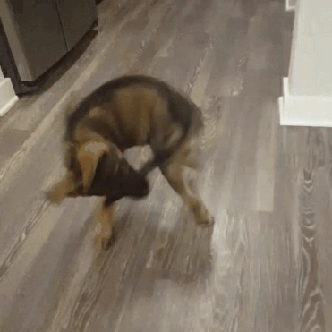 tumblr_437691b2d2bce3bb08bd74f9a1a3b664_dfdf1351_400.gif