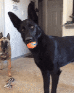 upload_2020-9-23_17-39-1.gif