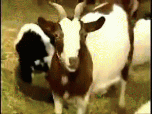 upload_2023-3-3_22-16-5.gif