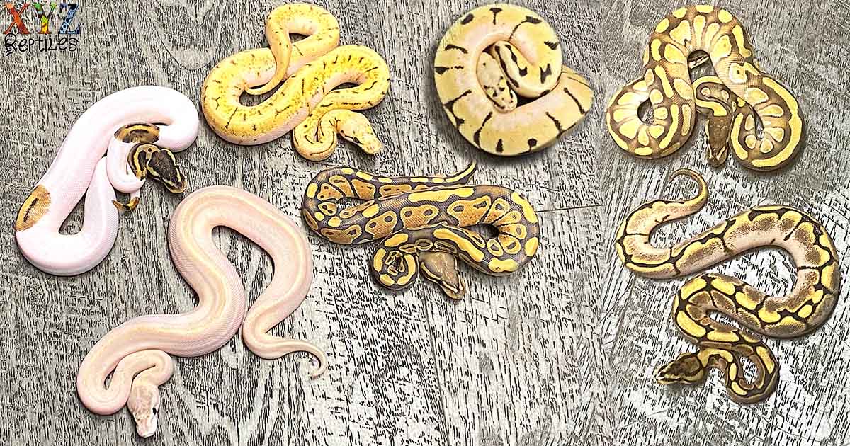 what-is-a-ball-python-morph.jpg