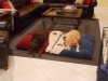 Honey & Coco 007.jpg