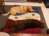 Honey & Coco 009.jpg