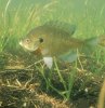 Lepomis_macrochirus_photo.jpg