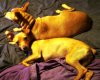 D&L - taking up entire bed - 8.09  .jpg