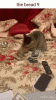 upload_2022-8-9_14-11-26.gif
