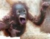Baby Orang Aminal.jpg