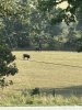 IMG_1531.jpeg