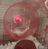 IMG_6431.gif