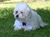 post grooming.jpg