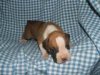 th_puppyiwant.jpg
